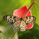 MOTÝLI: Dobrodružná cesta. Výstava tropických motýlů ve skleníku Fata Morgana